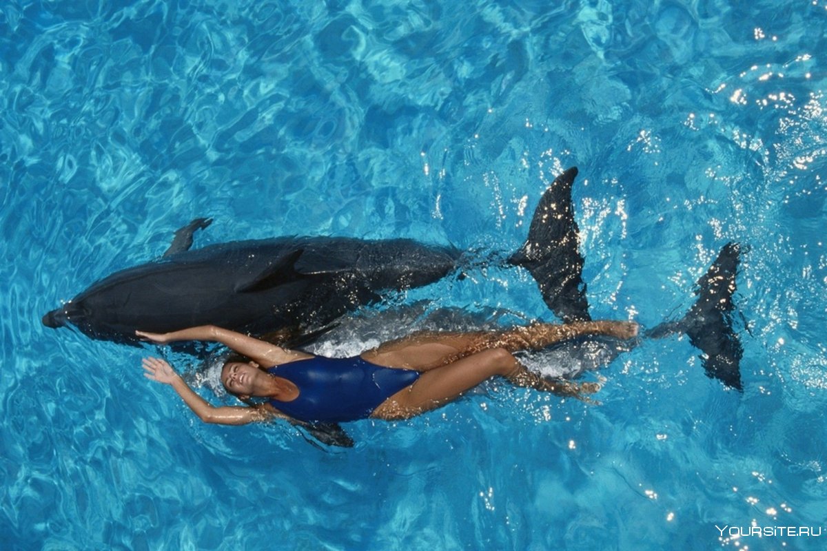 Бухта дельфинов Ямайка