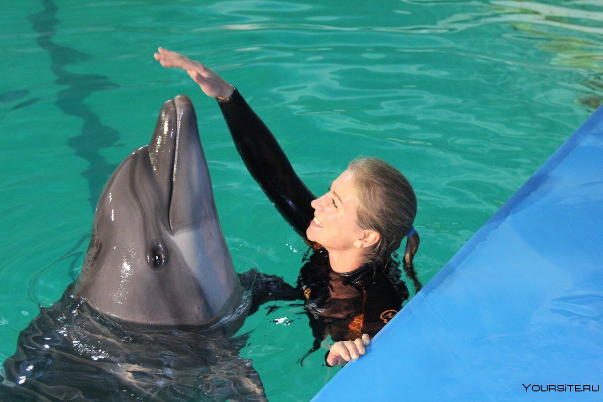Плавание с дельфинами в дельфинарии