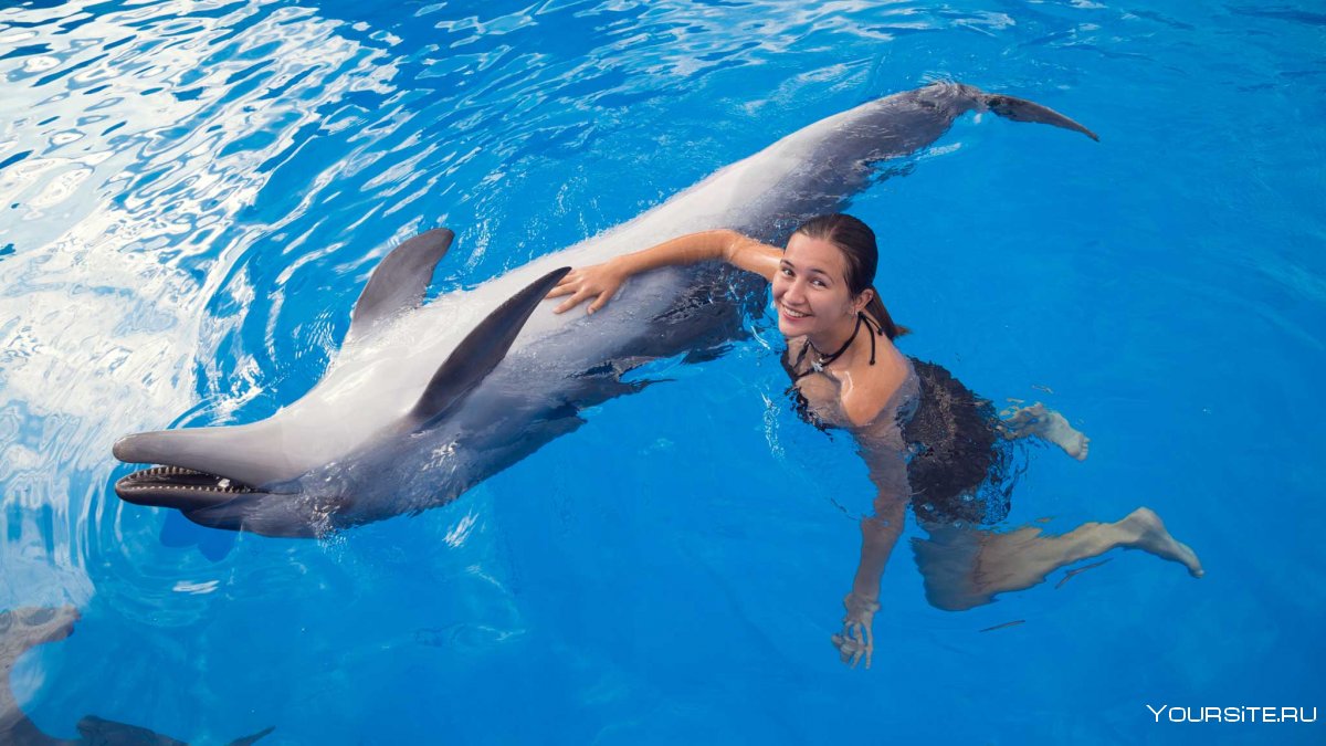 Плавание с дельфинами в дельфинарии