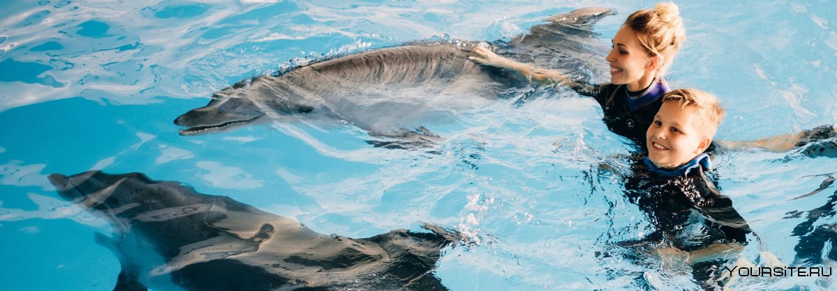 Поплавать с дельфинами Ярославль