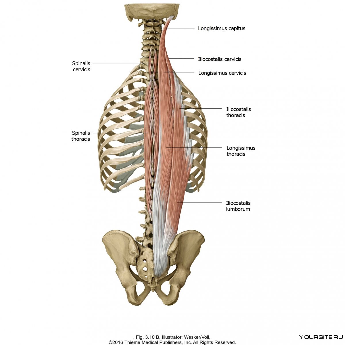 Медиальный тракт глубоких мышц спины