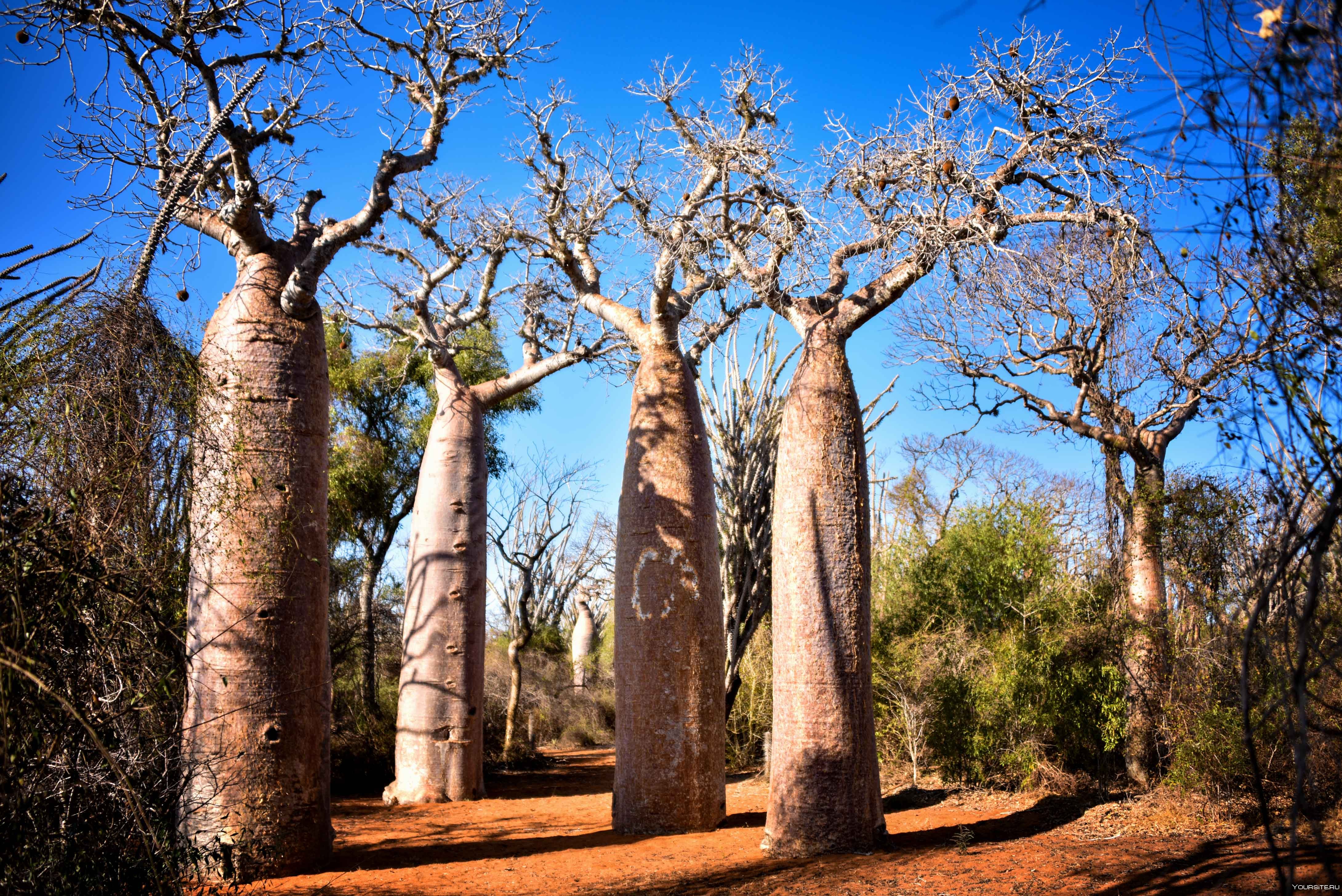 Ба баб. Аллея баобабов Мадагаскар. Мадагаскар дерево баобаб Мадагаскар. Проспект баобабов Мадагаскар.