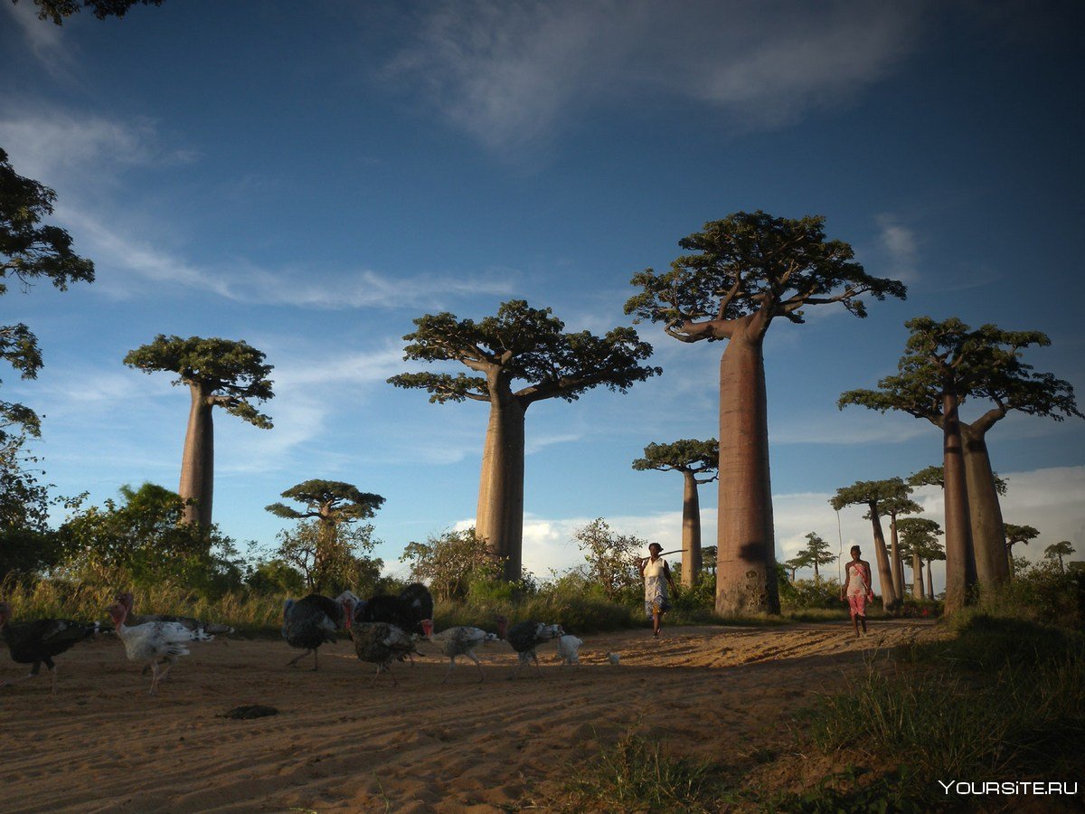 Лес баобабов на Мадагаскаре