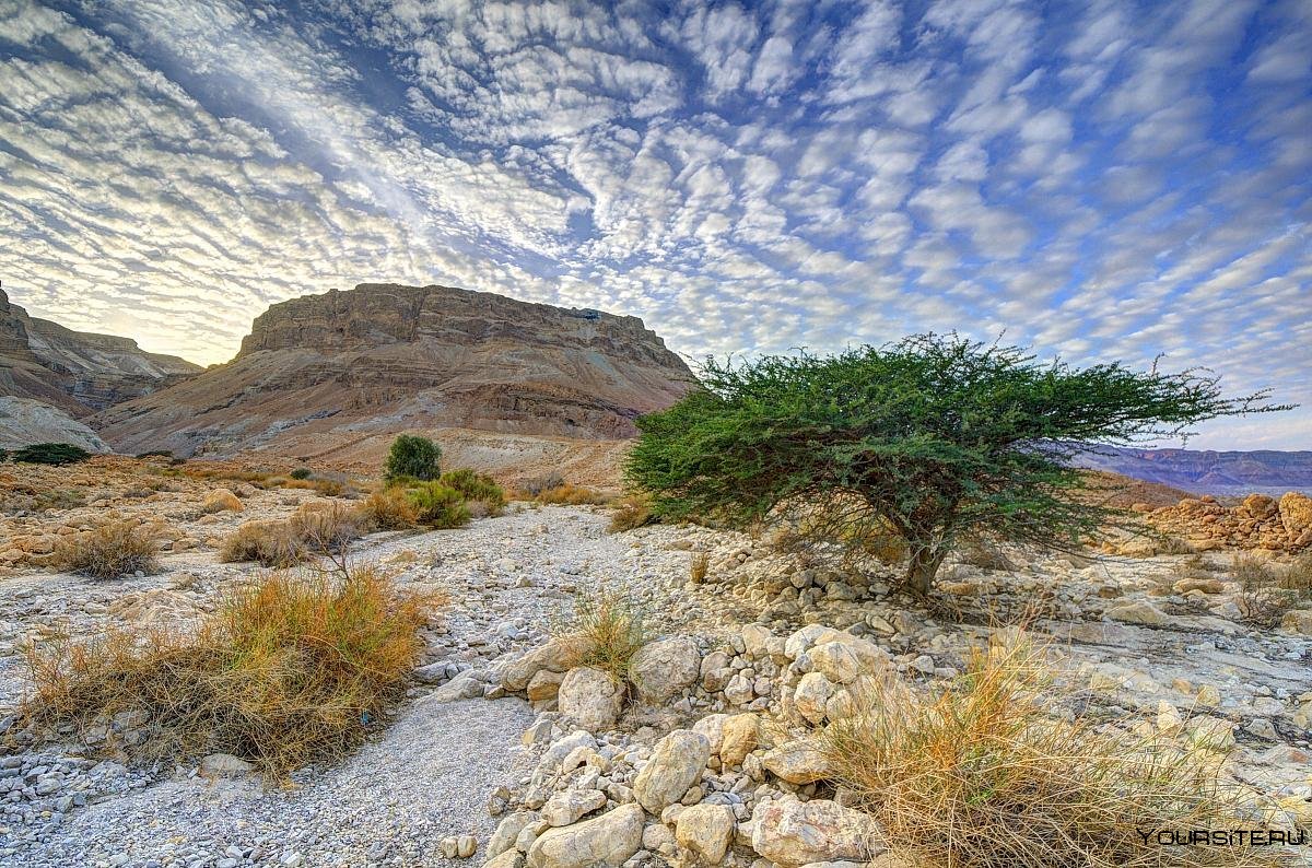 Природа пустыни Негев