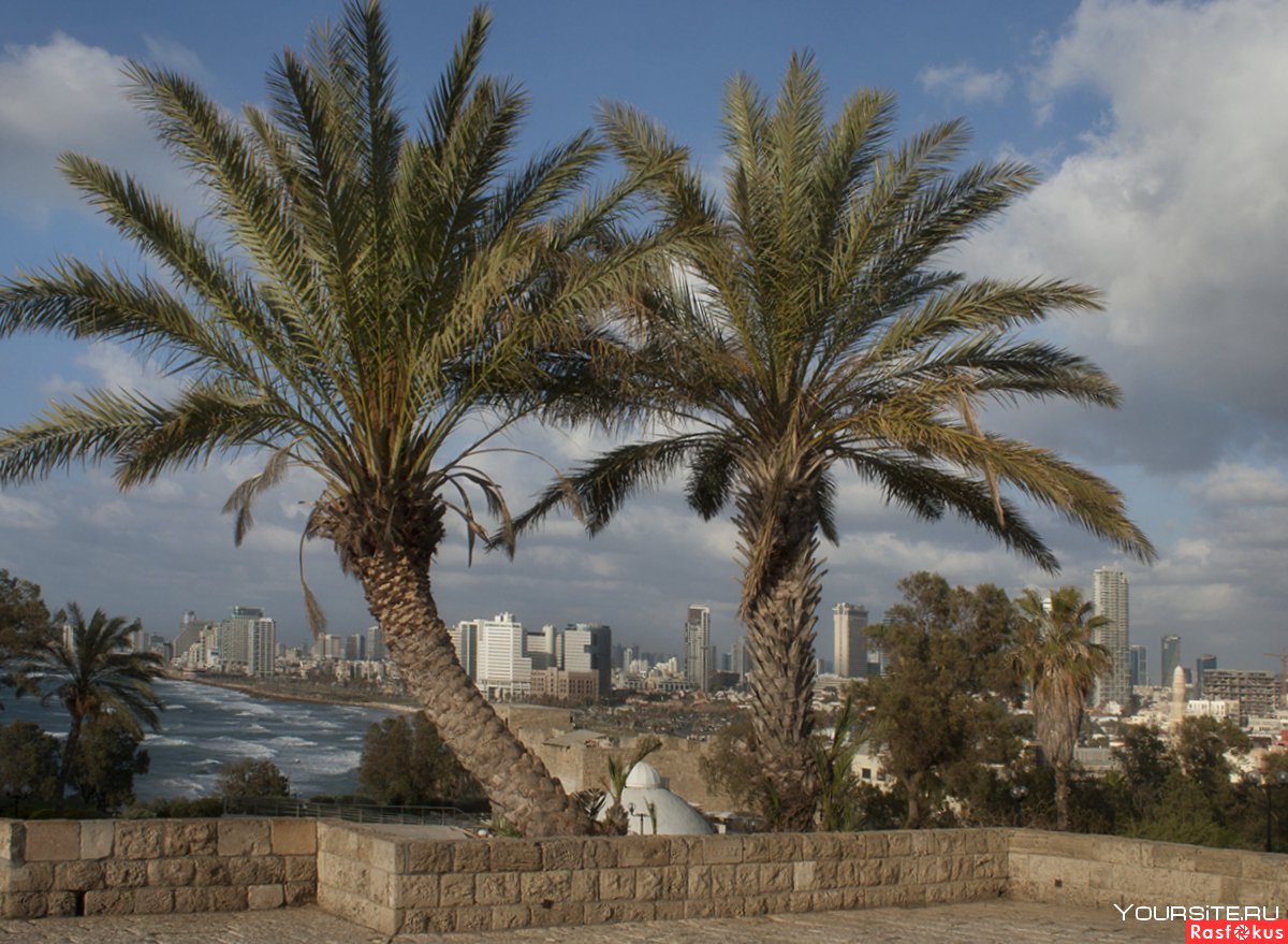 Тель Авив пальмы