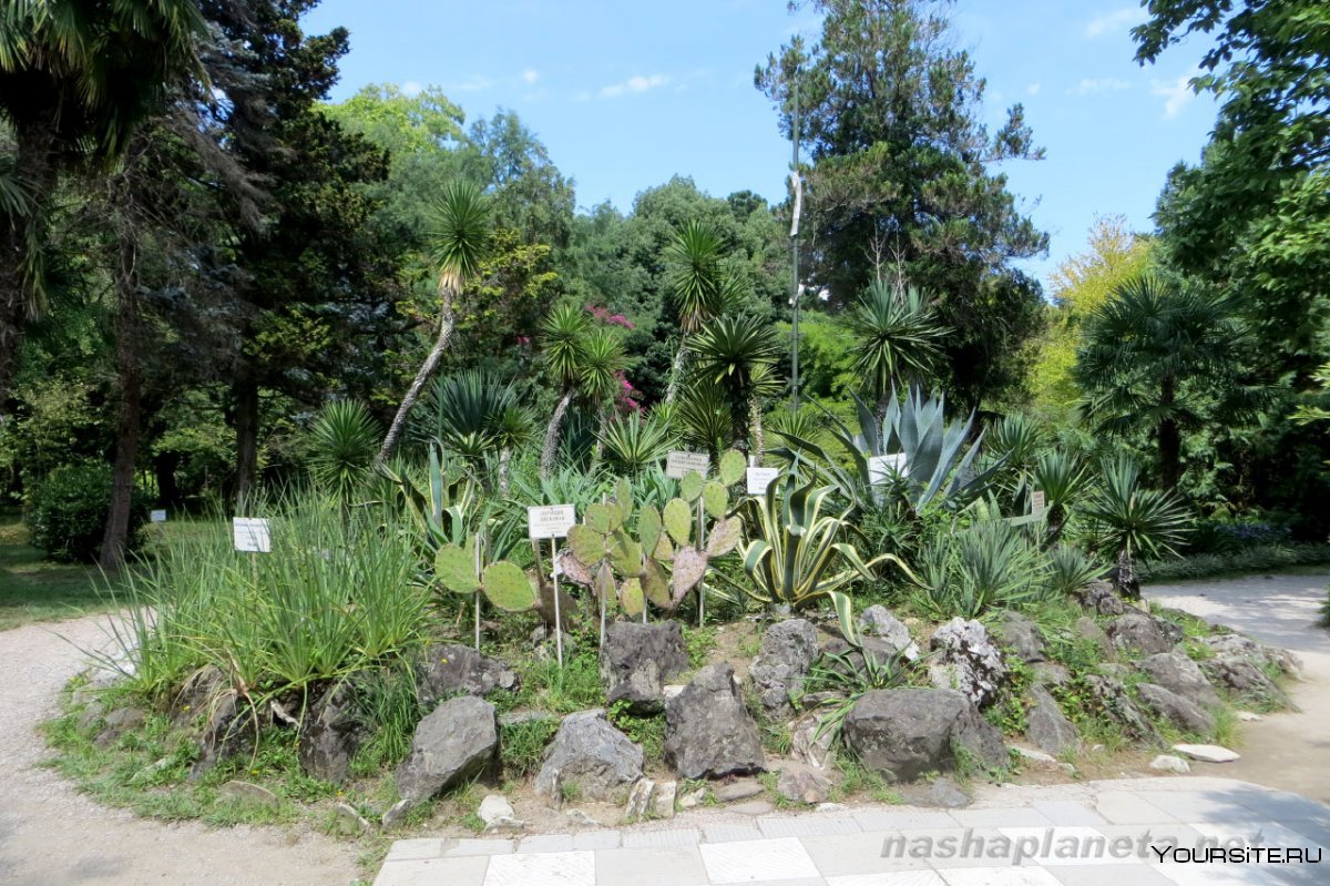 Лилия Сухуми Ботанический сад