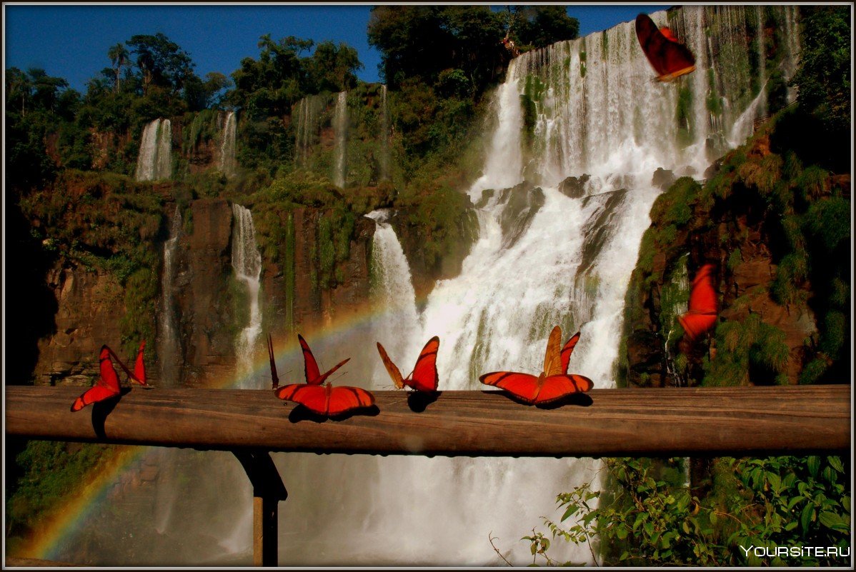 Национальный парк Игуасу фауна