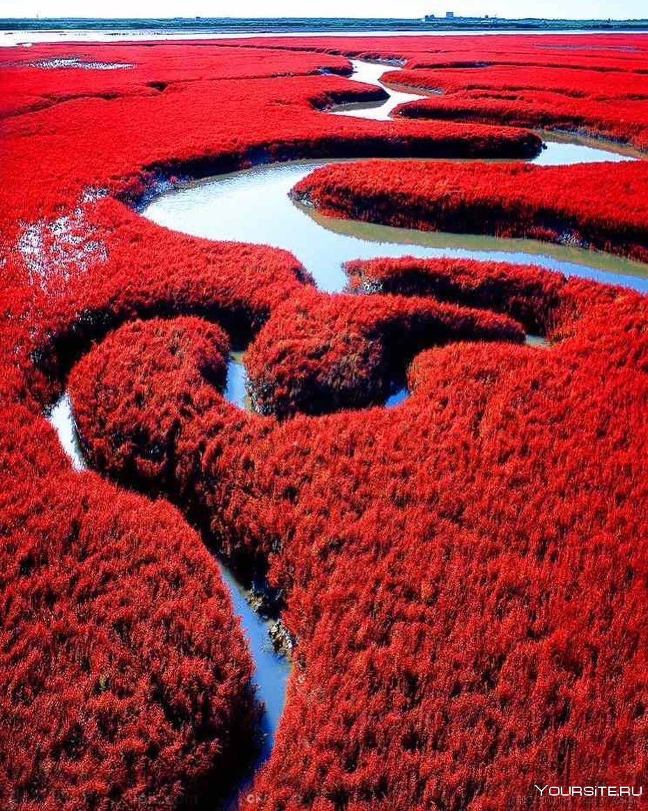 Красный пляж Паньцзинь (Panjin Red Beach) - Китай
