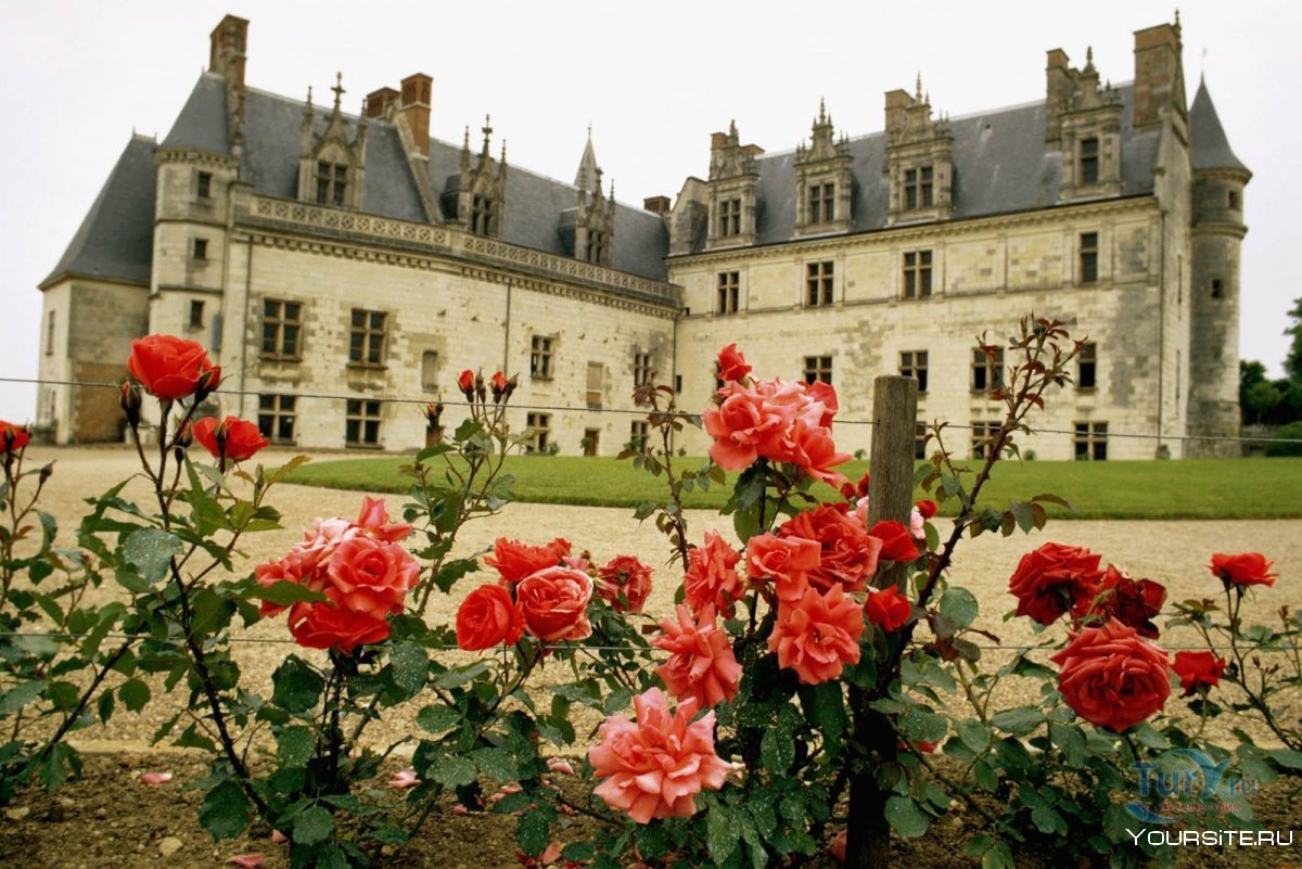 Замок Клермон розы