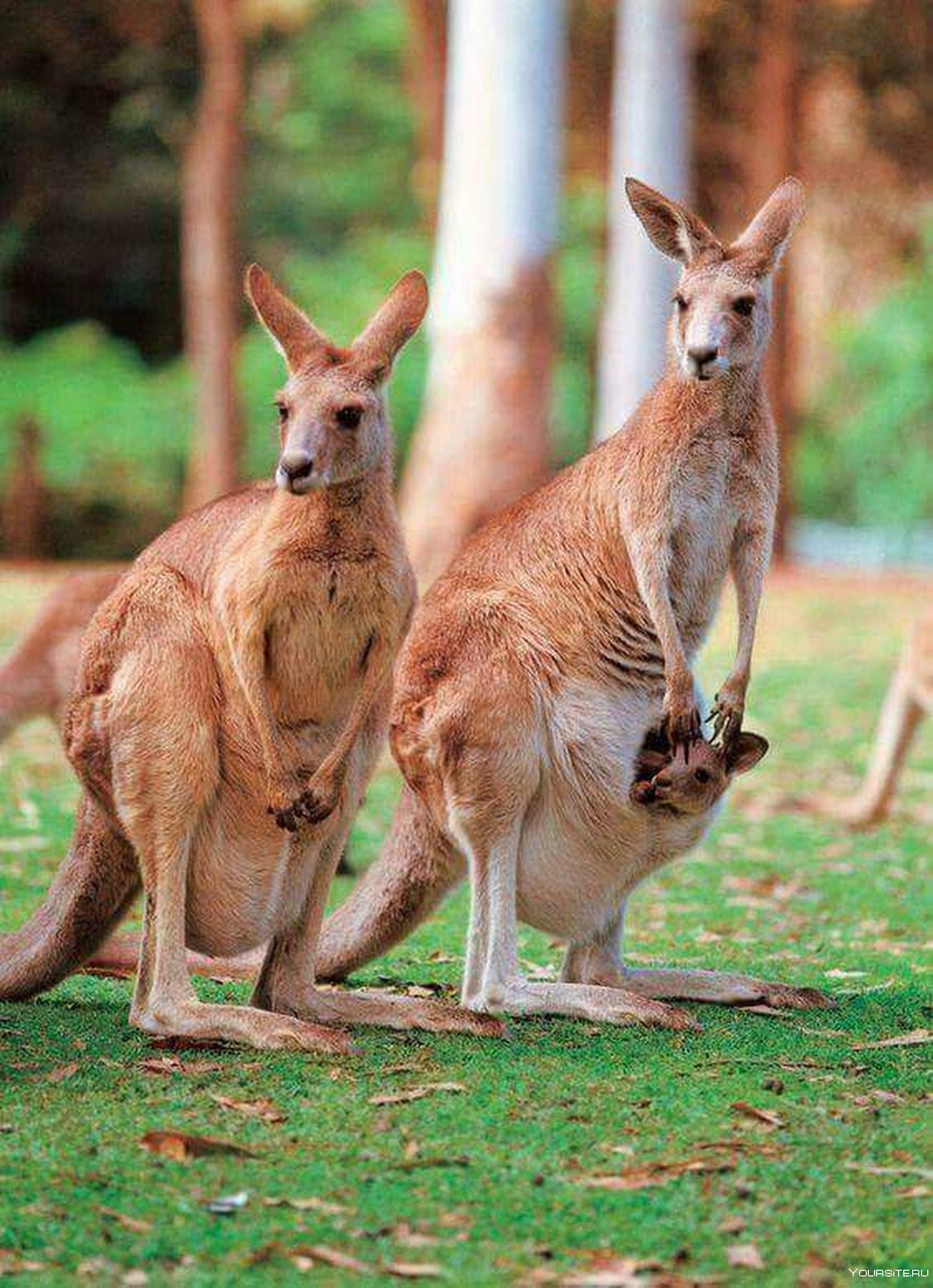 Спаривание кенгуру. Кенгуру в Австралии. Эндемики Австралии кенгуру. Карликовый кенгуру. Сумчатые кенгуру.