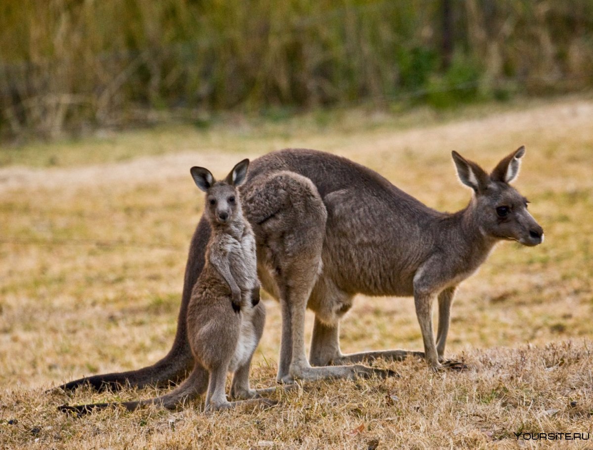 Достопримечательности Австралии кенгуру