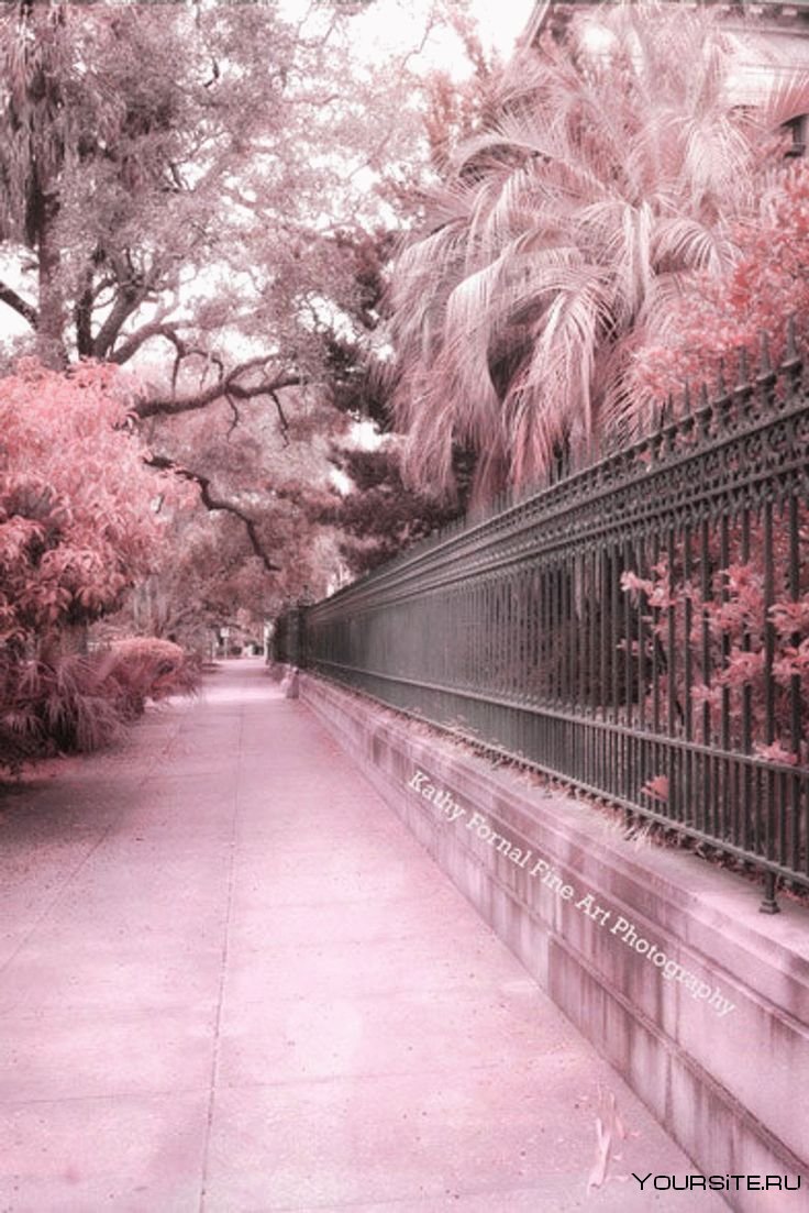 Cherry Blossom Avenue — Бонн, Германия