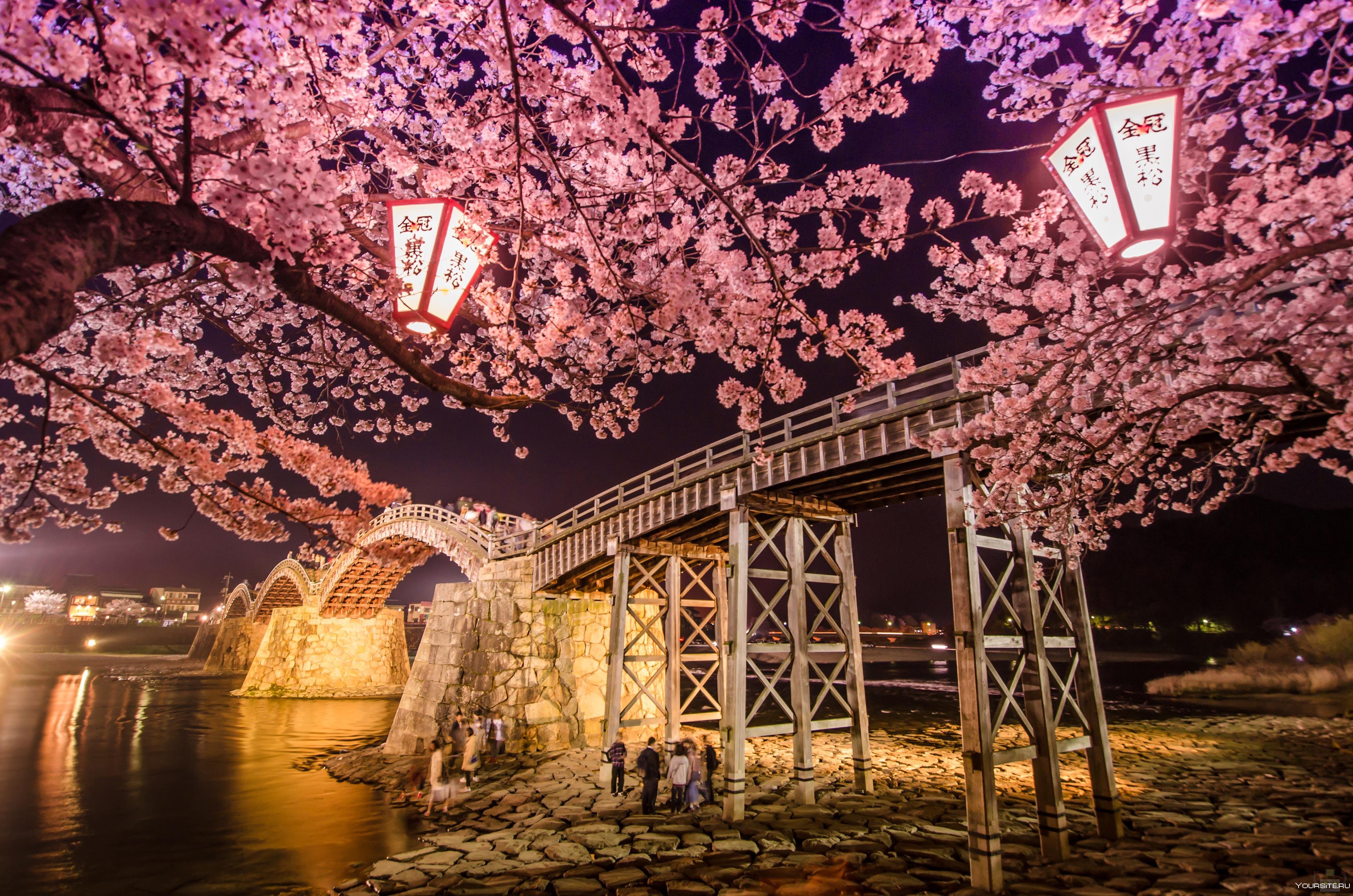 Япония пон. Мост Ruyi Китай. Япония мост Сакура. Сакуры Токио река парк. Цветение Сакуры в Токио.