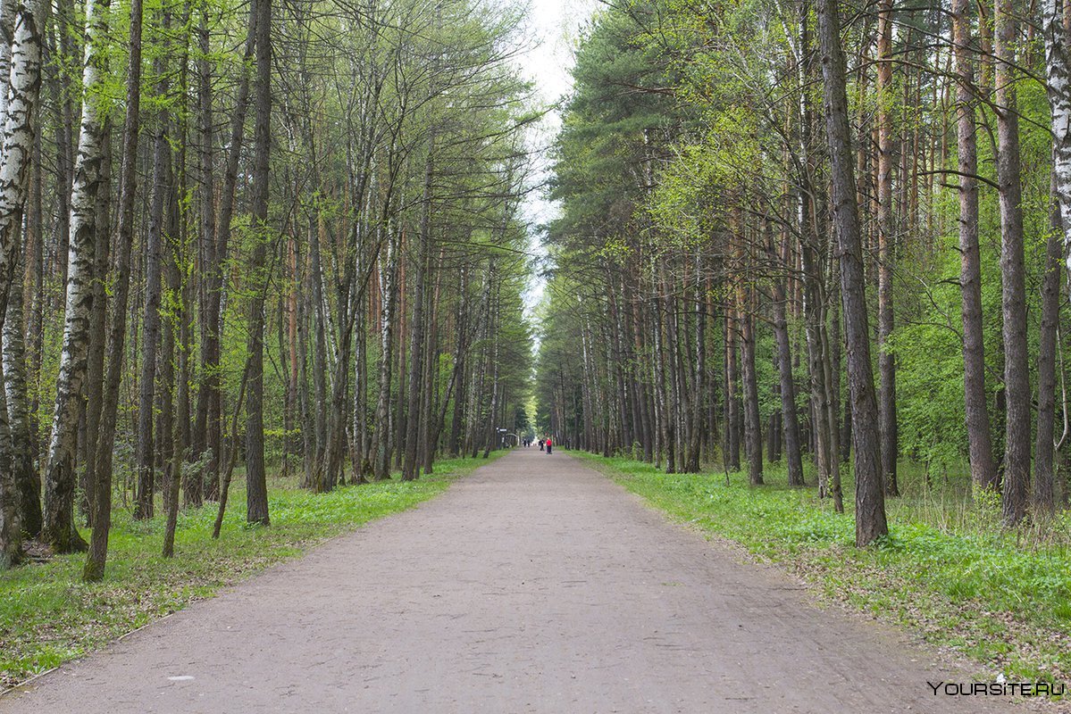 Ольгинский лесопарк в Железнодорожном