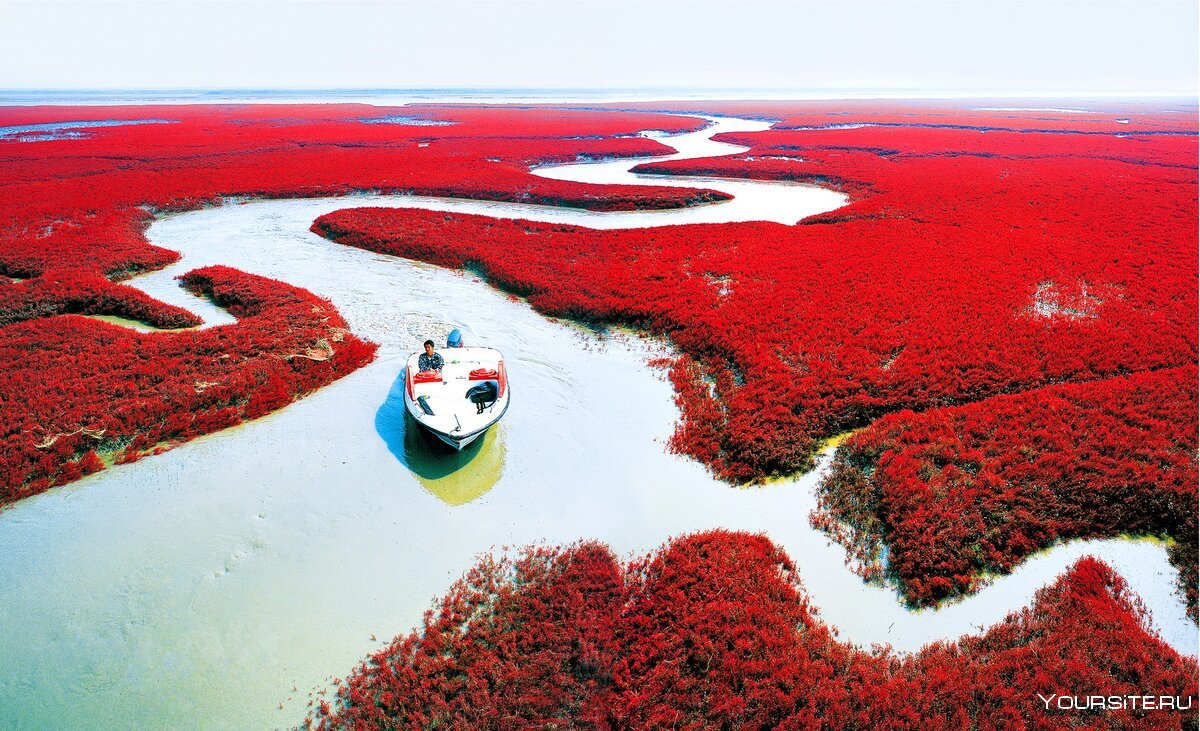 Красный пляж Паньцзинь Китай