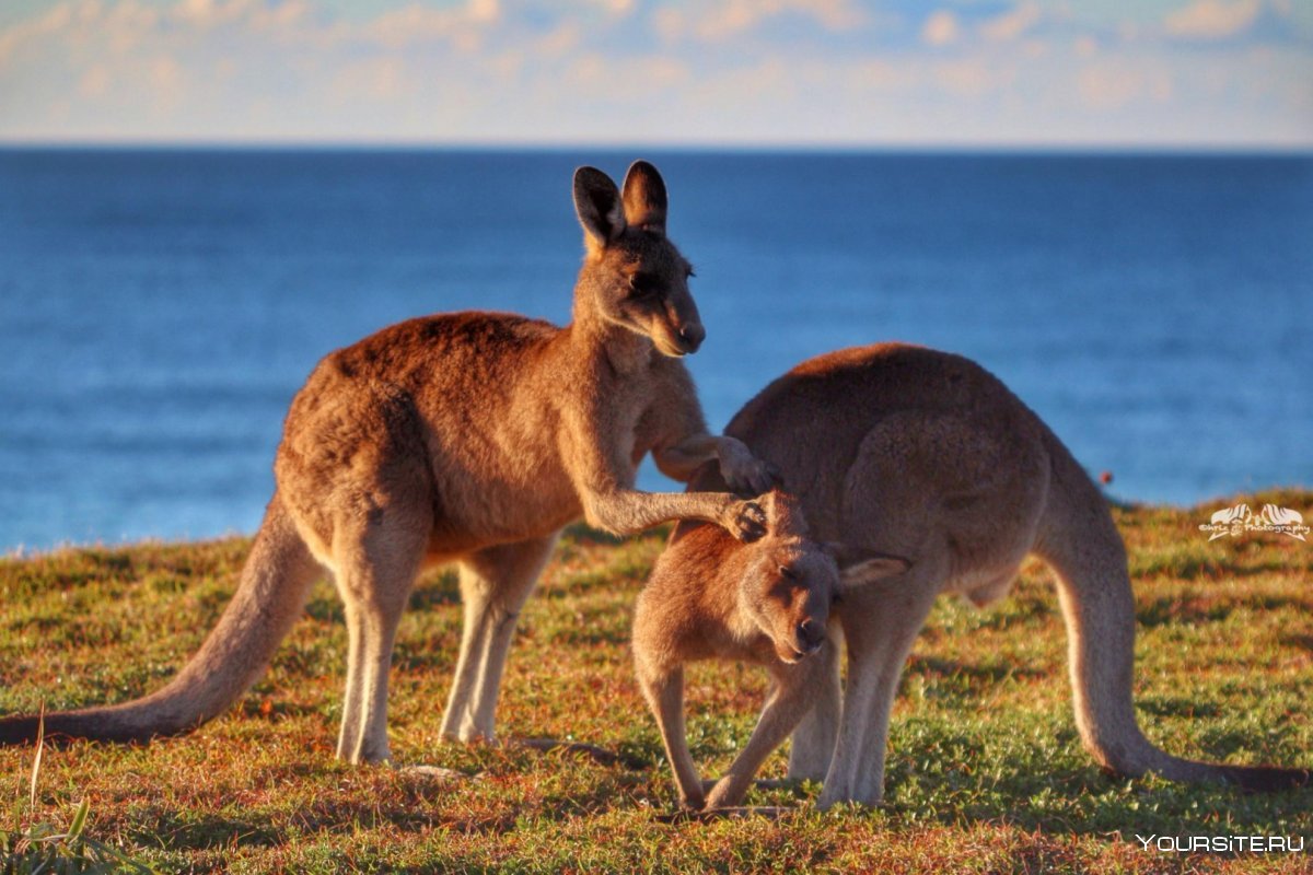 Острова: Тасмания, кенгуру, новая Зеландия.