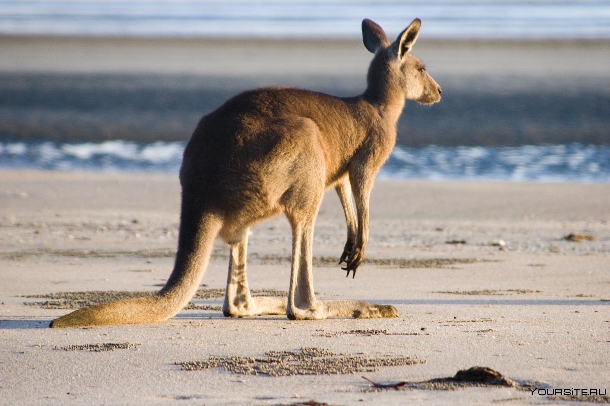 Австралия природа кенгуру