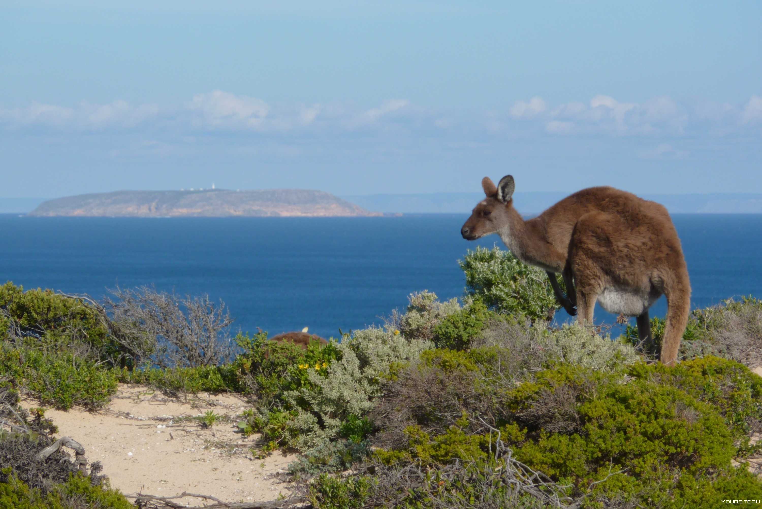 Каких животных завезли в австралию. Остров кенгуру (залив сент-Винсент). Остров кенгуру в Австралии. Тасмания кенгуру.