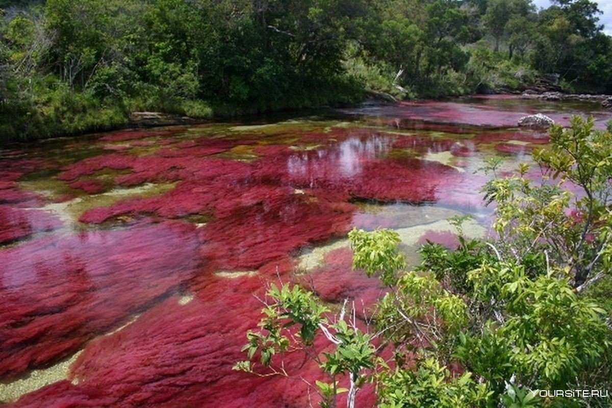 Цветная река Каньо-Кристалес