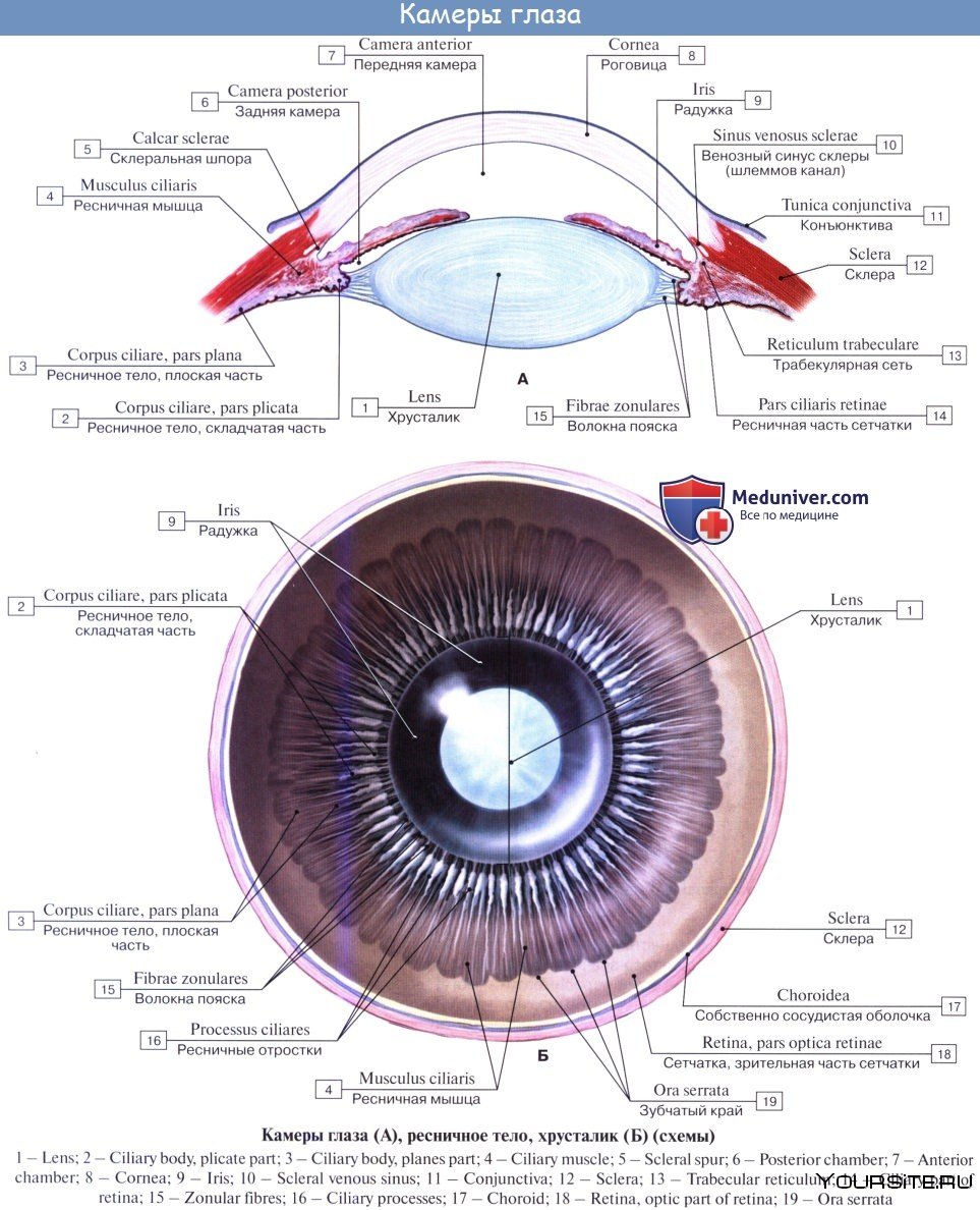 строение глаза человека фото с описанием