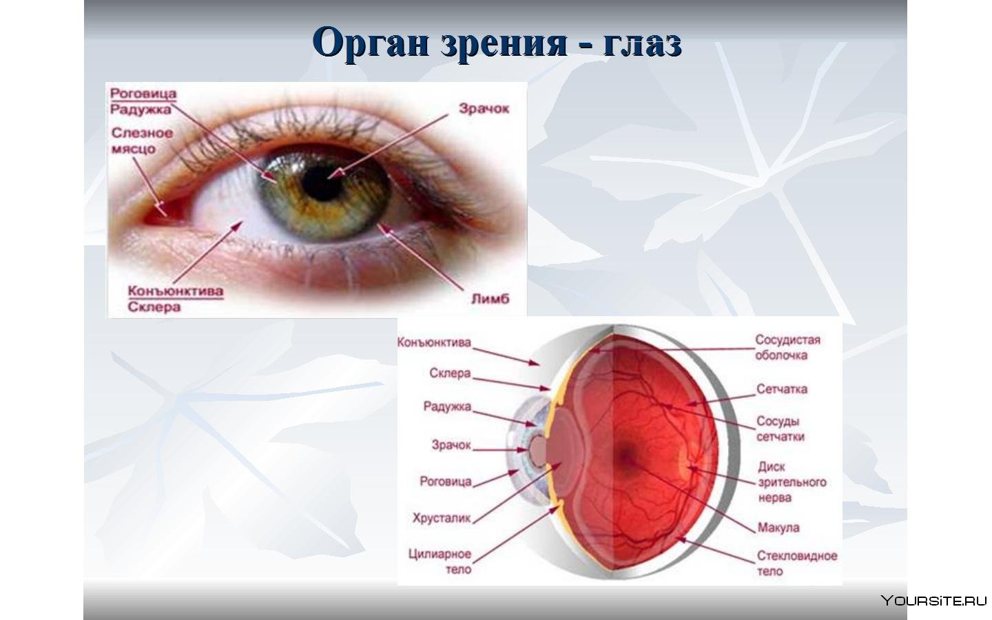 Органы чувств анатомия глаз