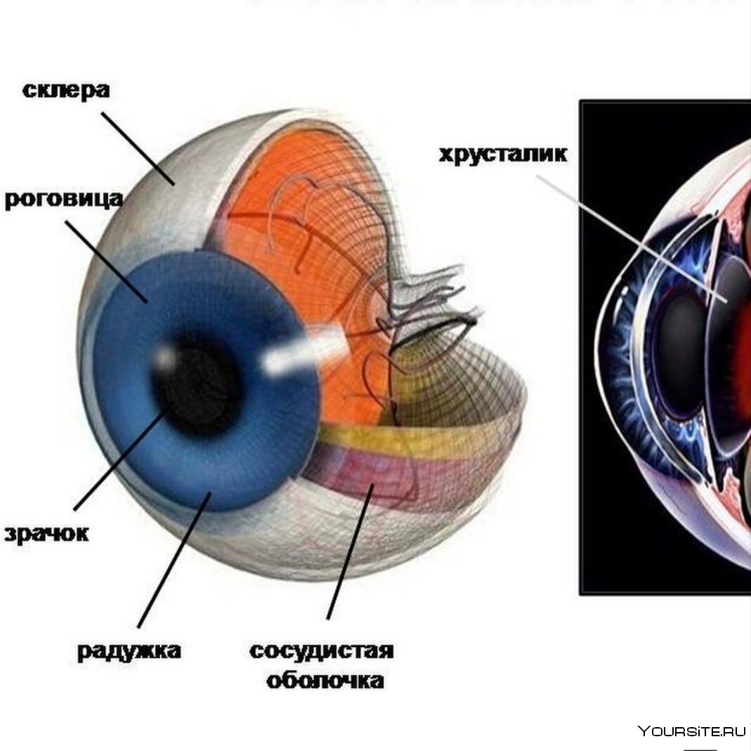 Роговица глаза схема