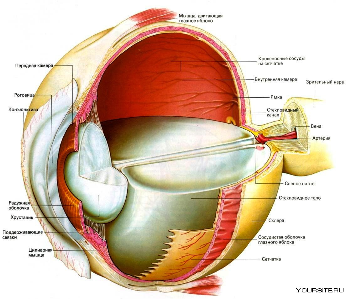 Внутренняя оболочка глаза анатомия