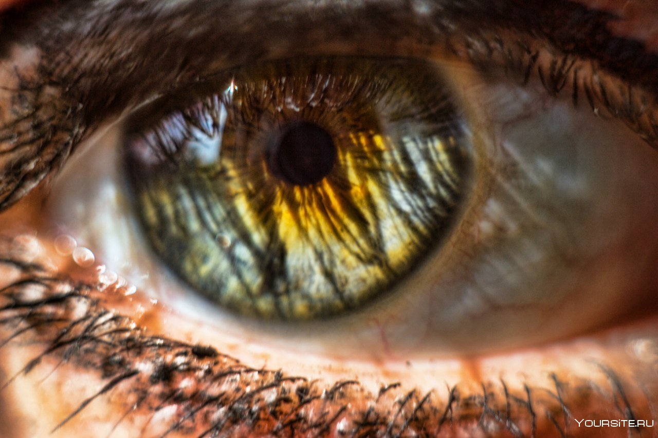 Благородный глаз 3. Человеческий глаз. Янтарные глаза. Макросъемка глаза.