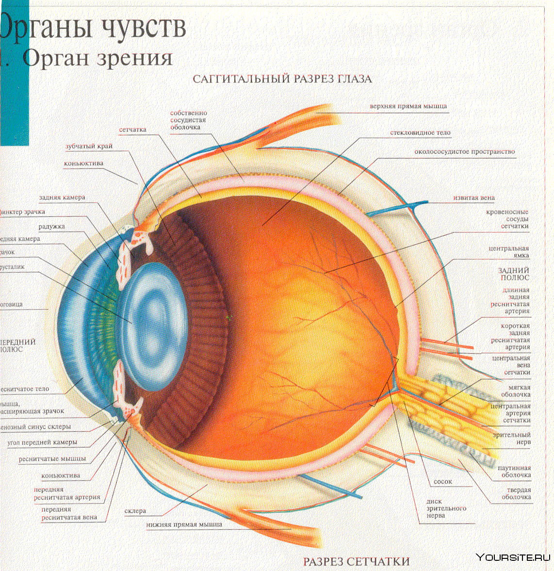 Строение глазного яблока анатомия