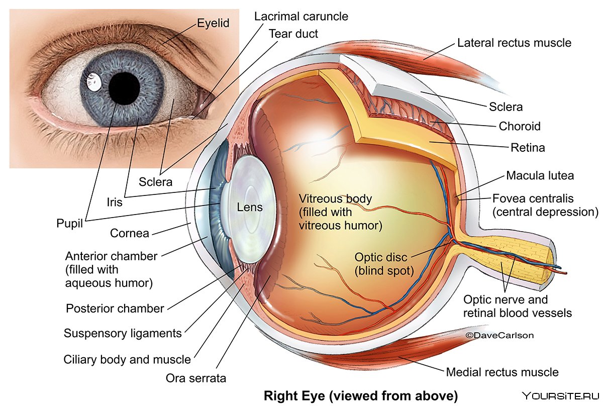 Глаз анатомия рисунок с подписями