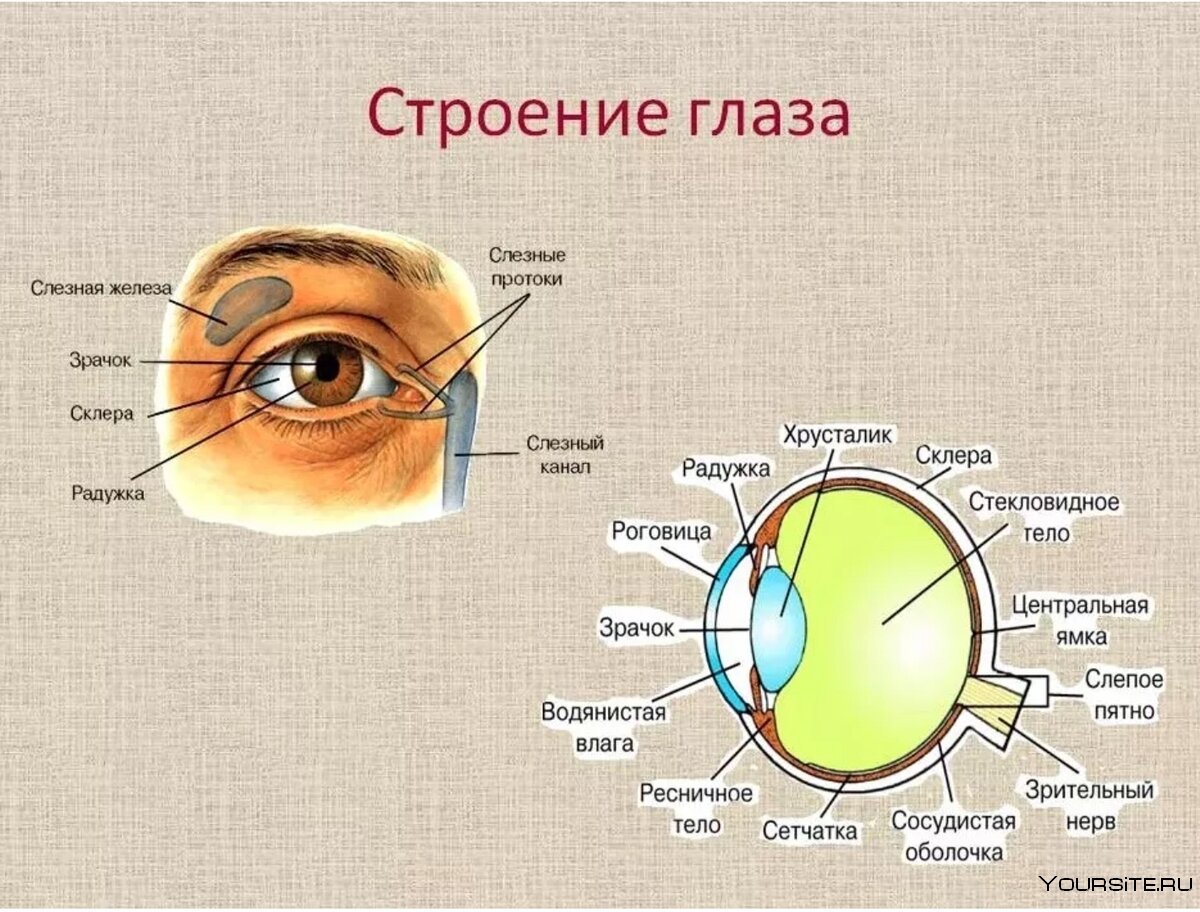 Строение глаза человека фото с надписями спереди и сзади