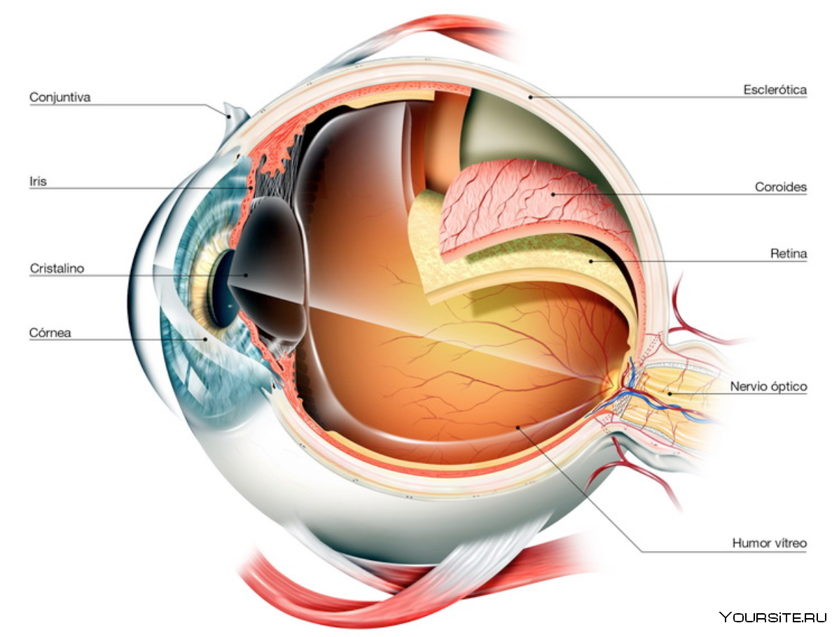 Глаз три буквы. Оболочки глазного яблока анатомия. Строение глаза глазное яблоко. Строение глаза анатомия. Строение оболочек глазного яблока анатомия.