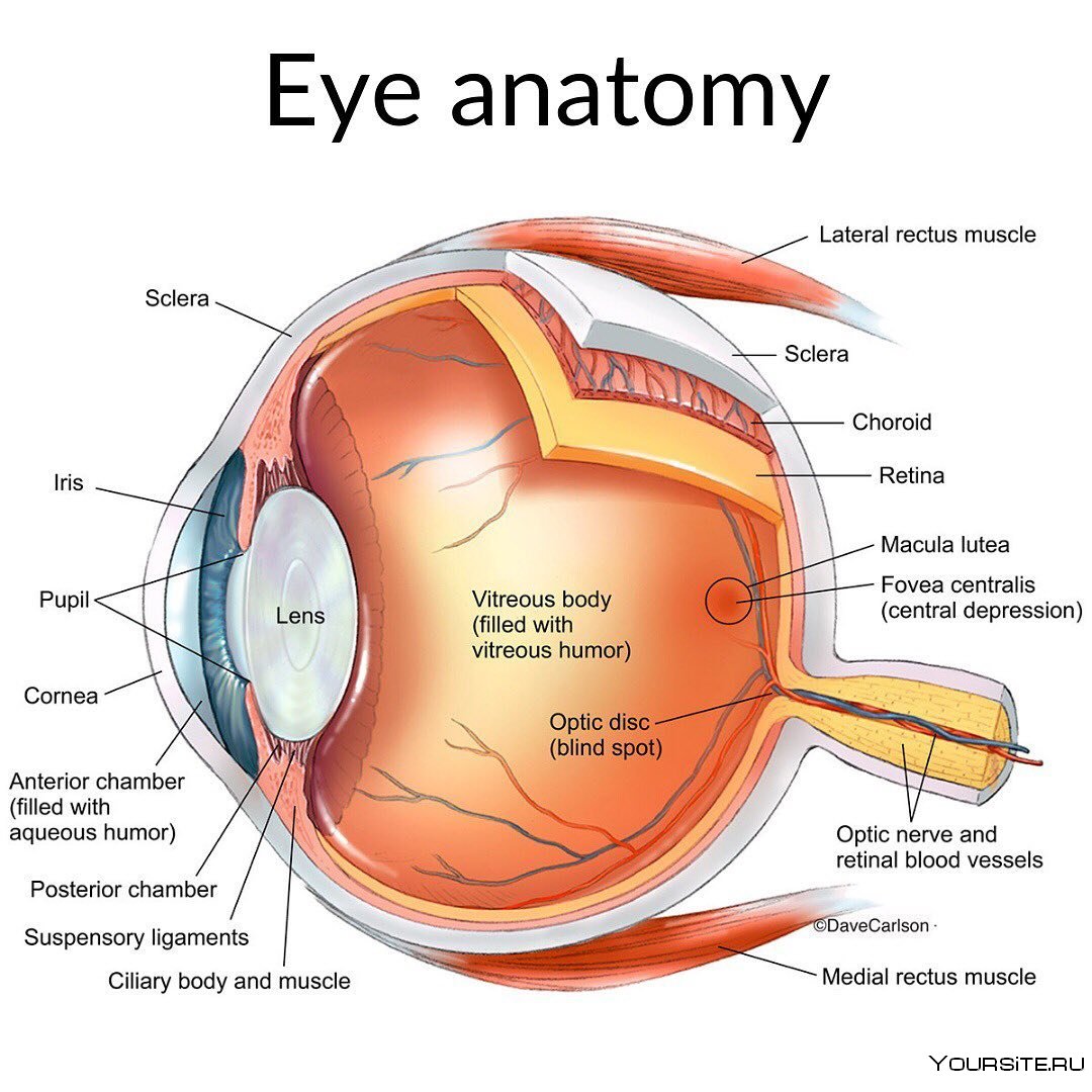 Глаз в разрезе анатомия