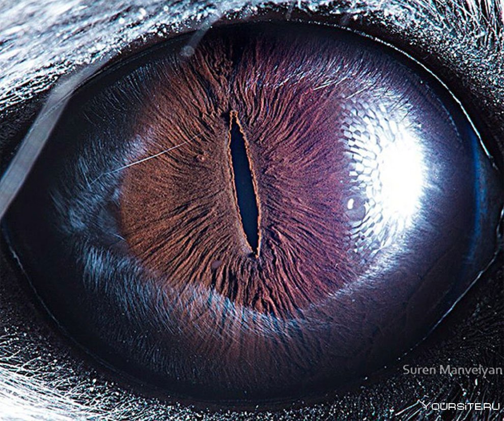 шоколадный глаз фото