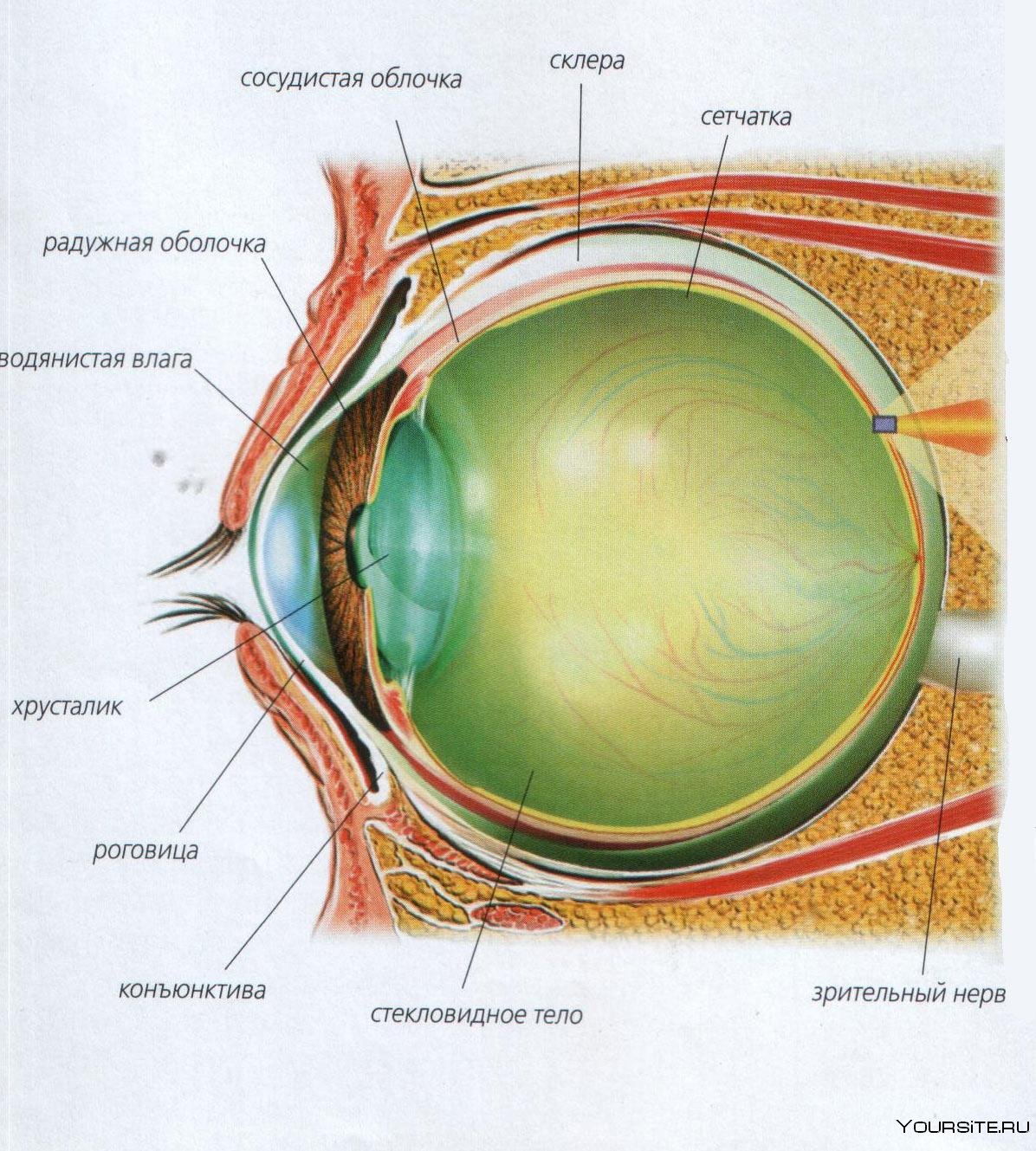 Анатомия глазного яблока и глазницы
