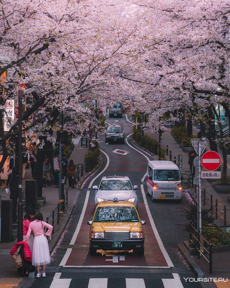 Токио улицы Сакура