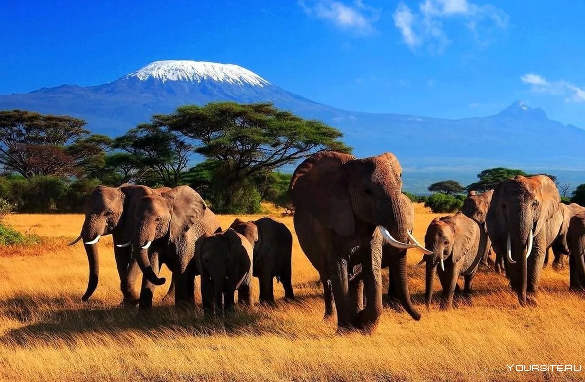 Национальный парк Амбосели слоны