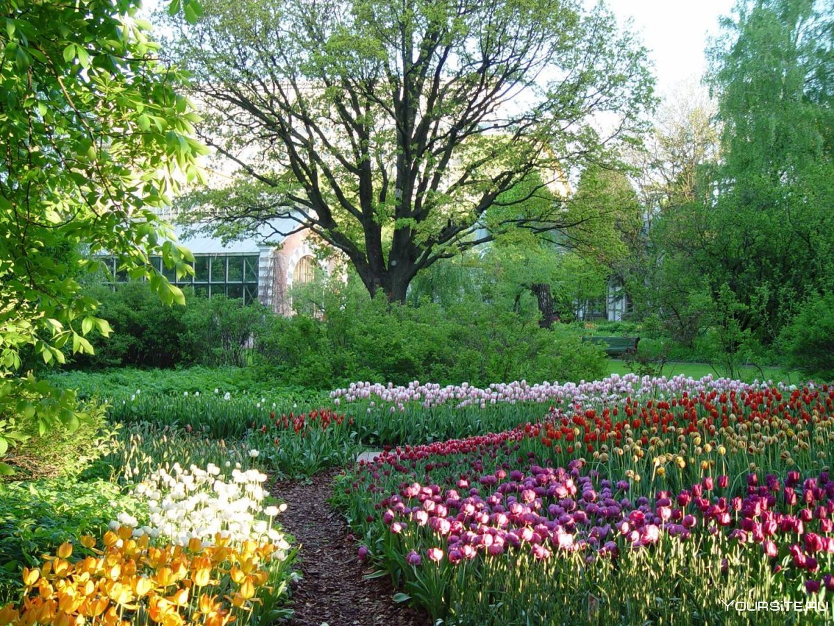 Ботанический сад МГУ Аптекарский огород