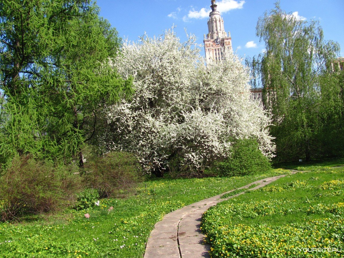 Ботанический сад ботанического факультета МГУ