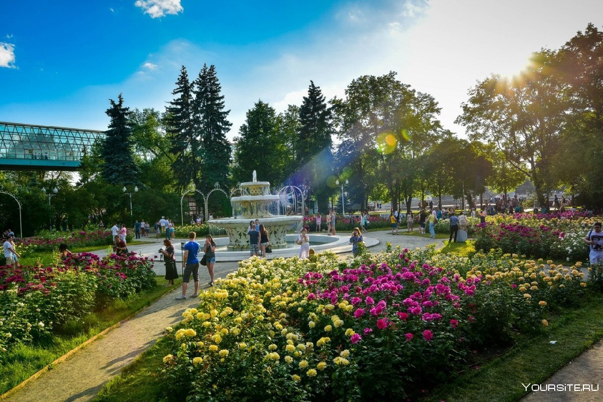 Розарий в парке Горького