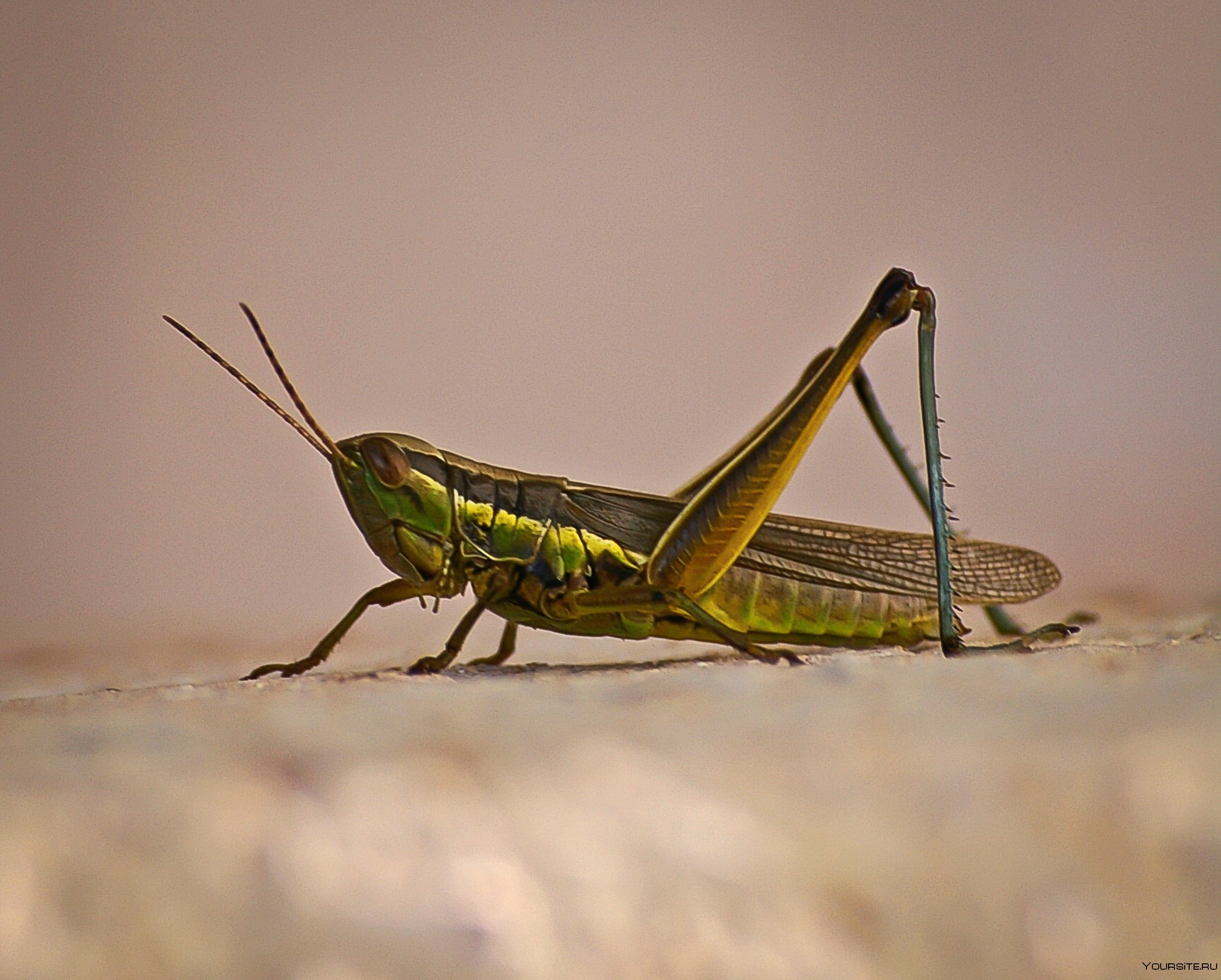 Кузнечик ящерица ястреб. Богомол кузнечик Саранча. Grasshopper («кузнечик», 1946).. Grasshopper (кузнечик,1946 Locust). Сверчки Кузнечики Саранча.
