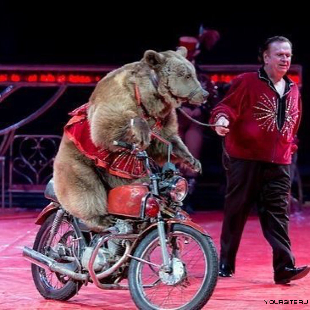 Медвежий цирк