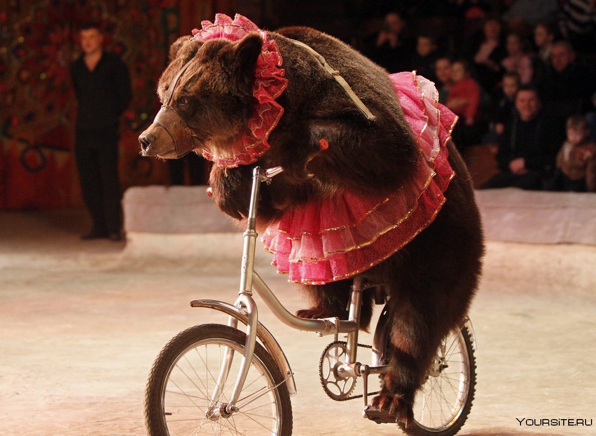 Медведь на велосипеде в цирке