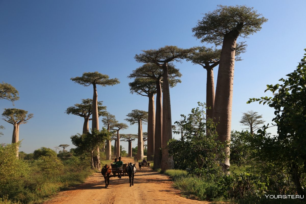 Мадагаскар Страна Африки