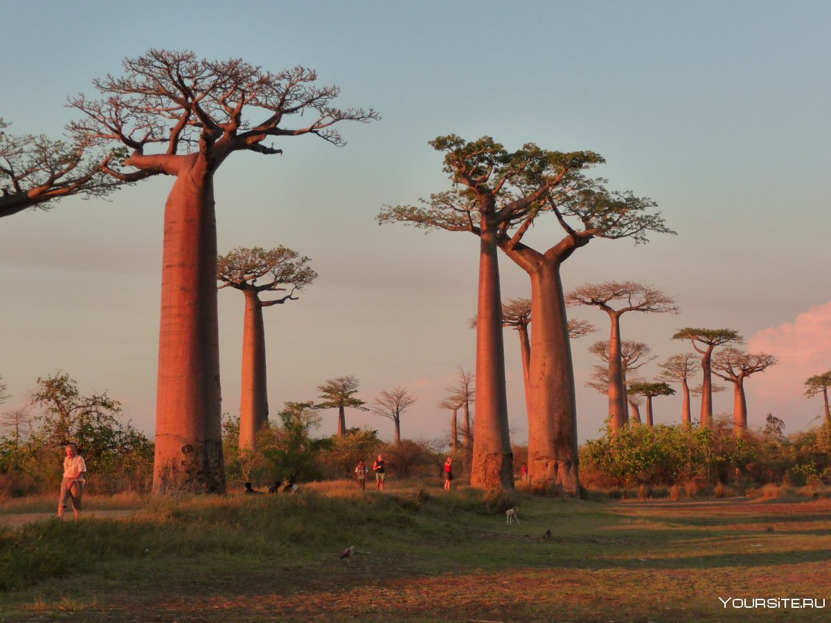 Проспект баобабов природа, Мадагаскар
