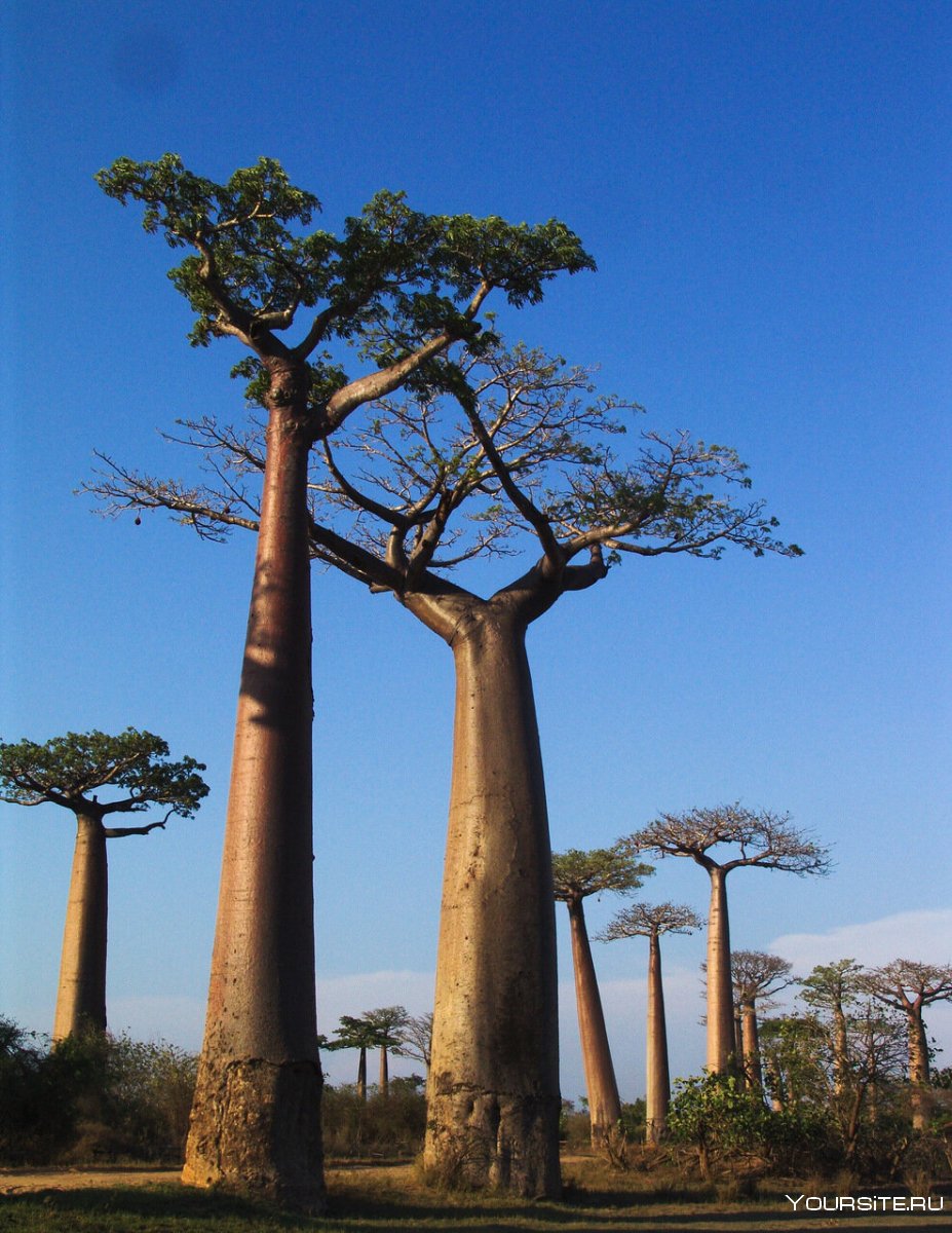 Мадагаскар аллея баобабы