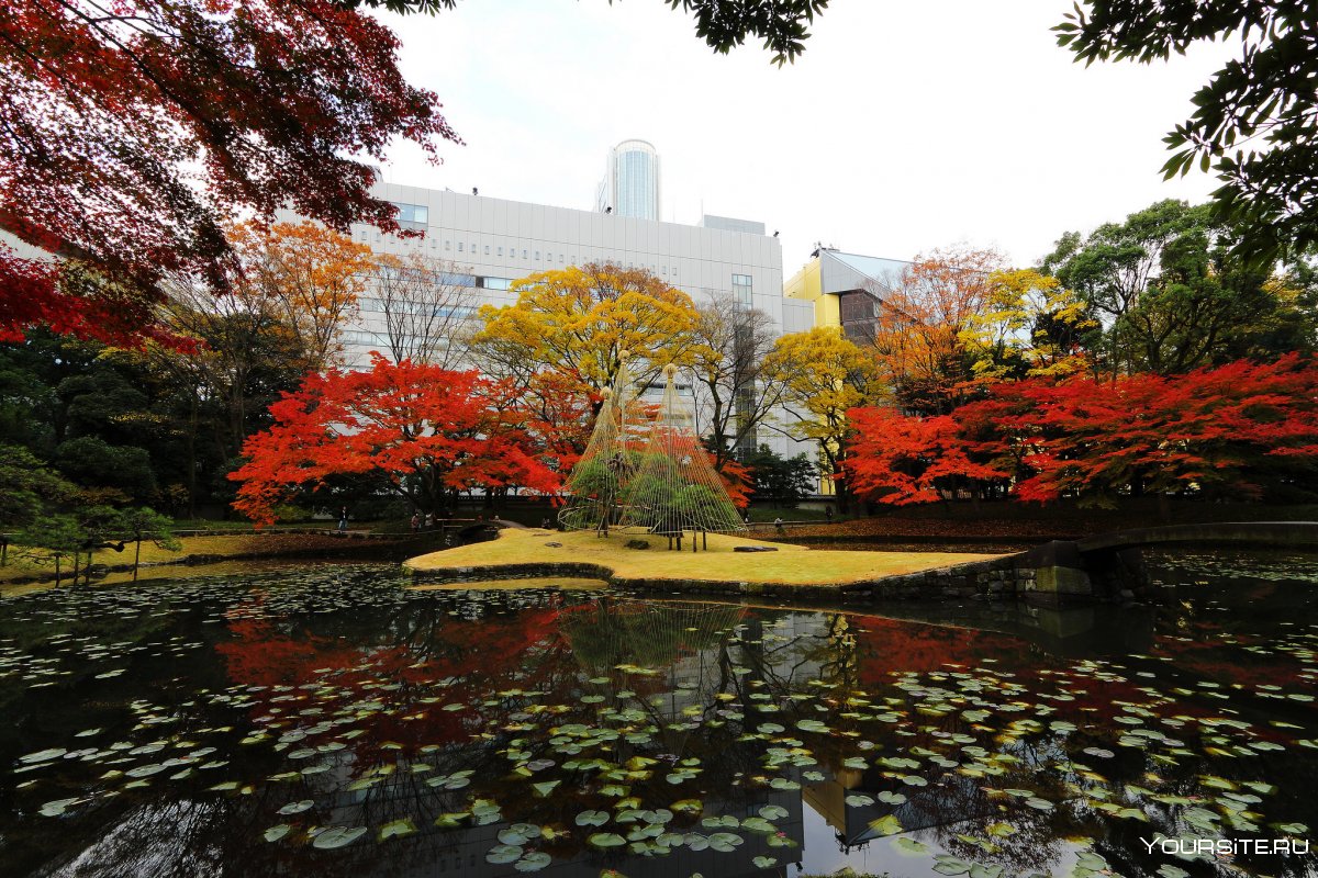 Сад Коисикава Коракуэн- красивый ландшафтный японский сад.Tokyo