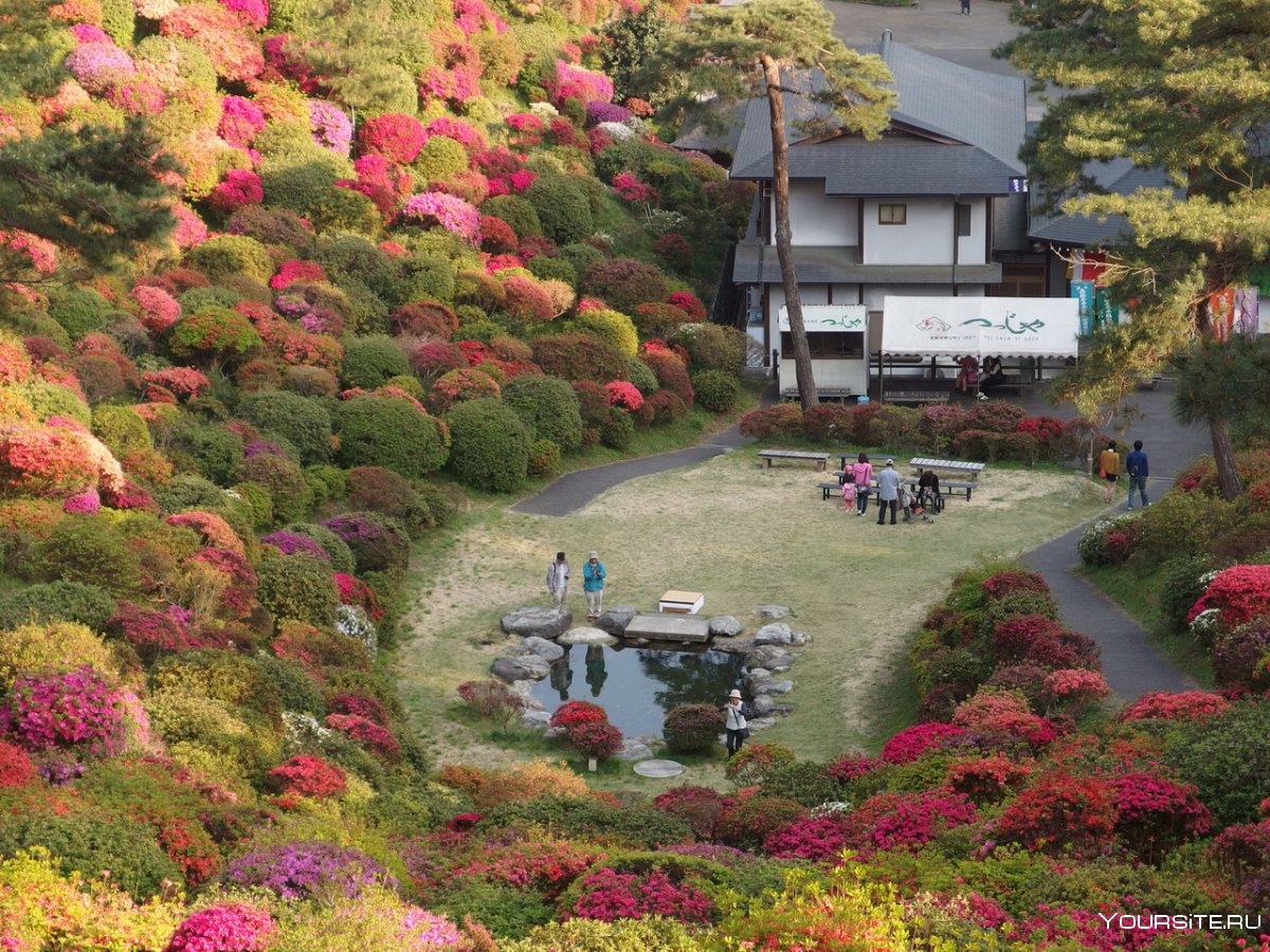 Азалии цветущие Япония