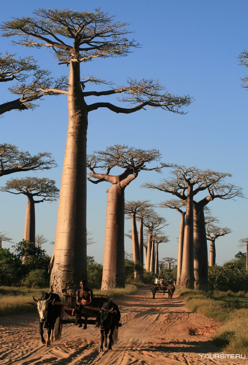 Мадагаскар Африка