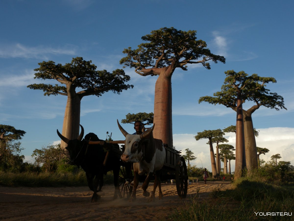 Роща баобабов на Мадагаскаре
